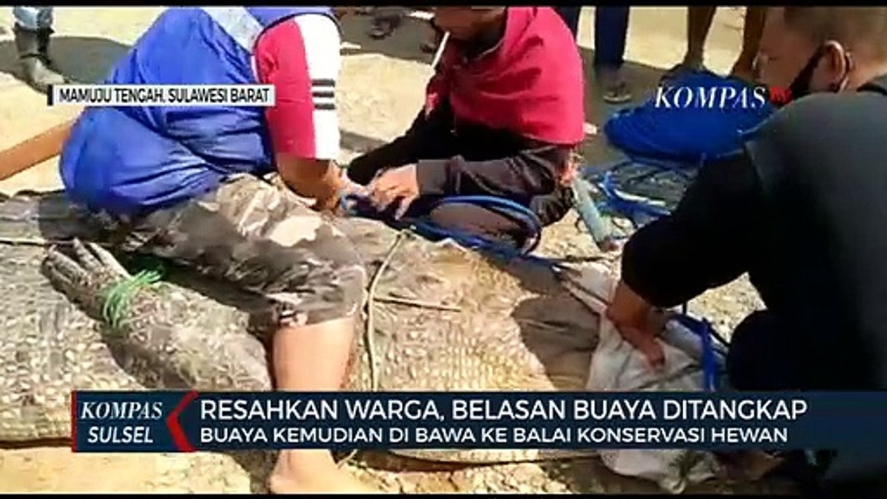 Resahkan Warga, Belasan Buaya Ditangkap Warga
