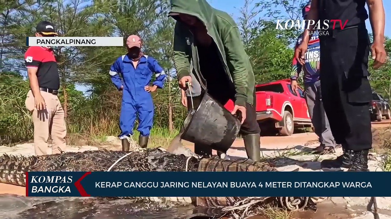 Kerap Ganggu Jaring Nelayan Buaya 4 Meter Ditangkap Warga di Bangka Belitung