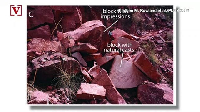 Over 300-Million-Year-Old Footprints Discovered in Fallen Boulder at the Grand Canyon