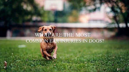 What are the Most Common Ear Injuries in Dogs