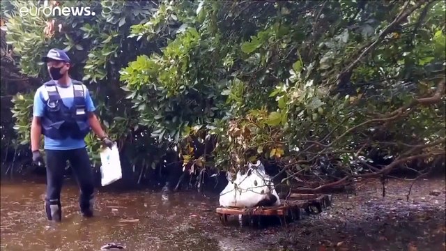 Маврикий: Вода помутнела не от нефти