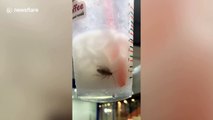 Office worker horrified after finding cockroach in his iced cappuccino