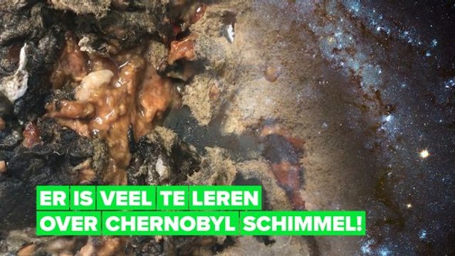 Deze schimmel kan ruimte stralingen stoppen