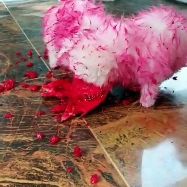 Adorable  Pomeranian Puppy | Funny Cute Dog  |Tik Tok Pets