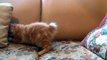 Little Kitten Playing His Toy Mouse funny cat