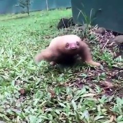 Animals SOO Cute | Cute baby animals Videos Compilation cutest moment of the animals