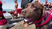 These Canines Patrol the Italian Beaches as Lifeguards
