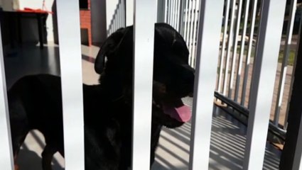 Corpo de Bombeiros é acionado para capturar cachorro, mas dona o encontra primeiro