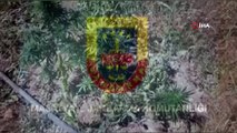 - Malatya'da kaçak kenevir operasyonu: 2 gözaltı