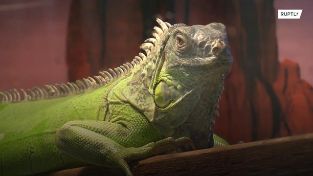 Shelters open for animals displaced by California fires