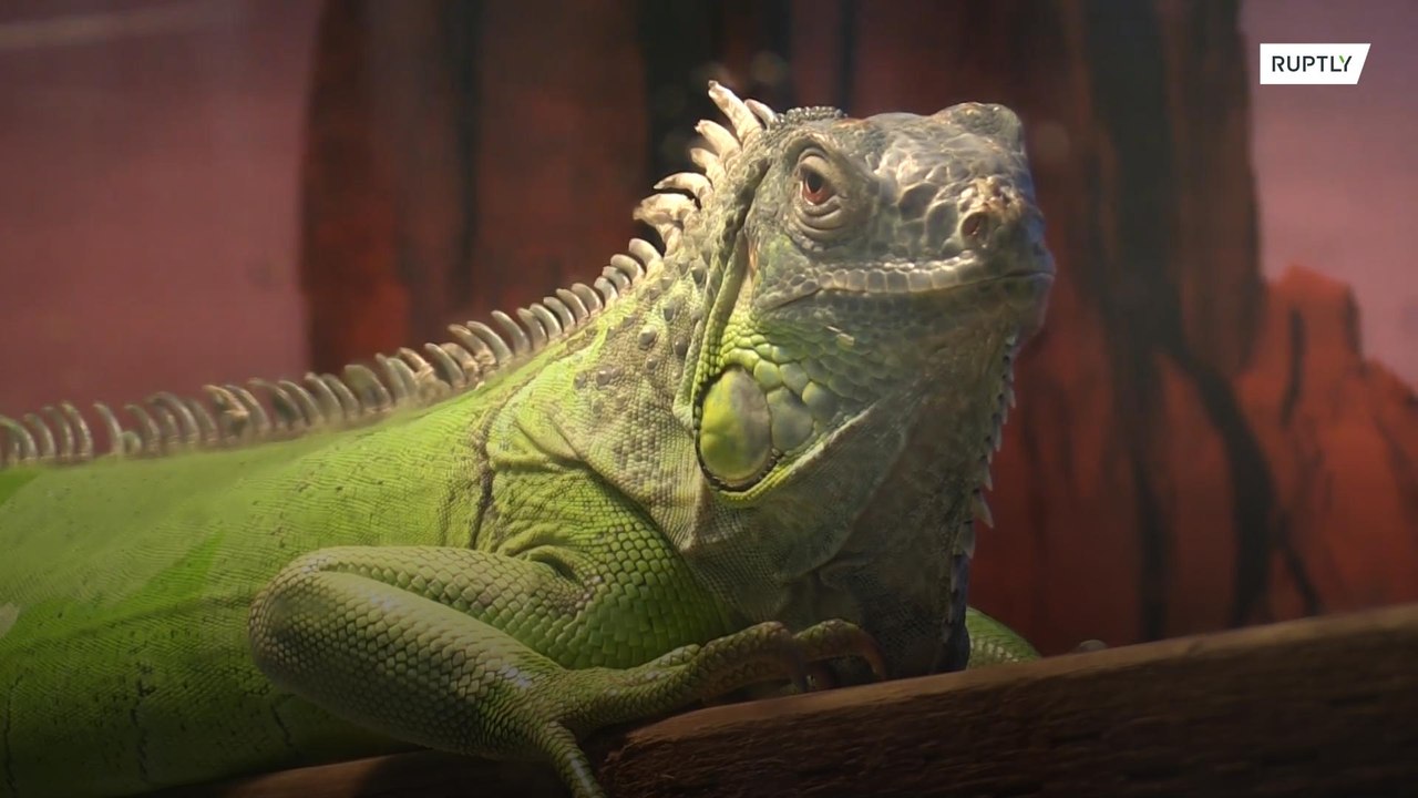 Shelters open for animals displaced by California fires