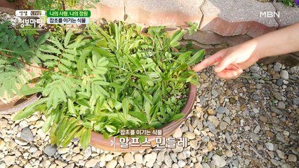 풀과의 전쟁! 잡초를 이기는 야생화