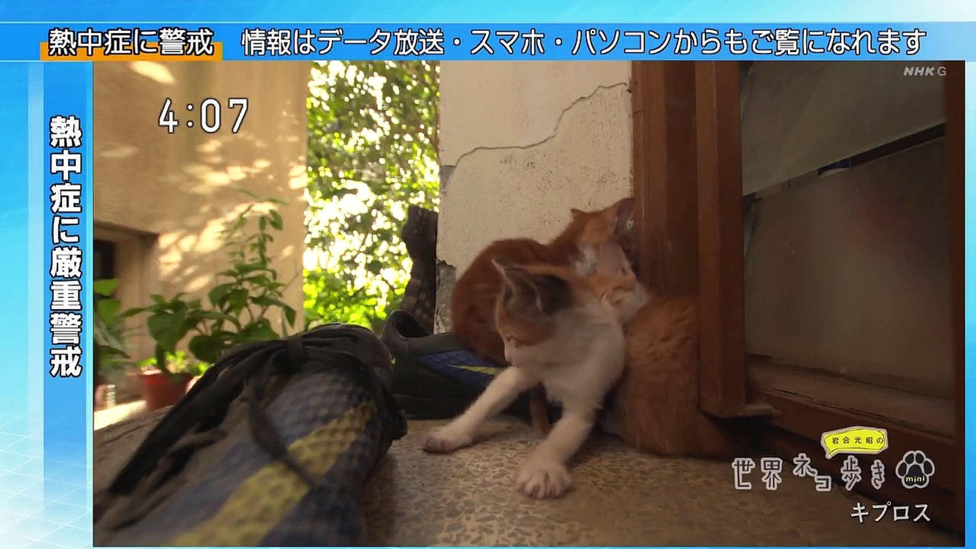 岩合光昭の世界ネコ歩きｍｉｎｉ ネコだんご お年寄りネコ 動画 Dailymotion