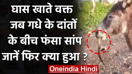 Viral Video: गधे ने गलती से चबा लिया सांप, फिर चला जिंदगी और मौत का खेल, देखें वीडियो|वनइंडिया हिंदी