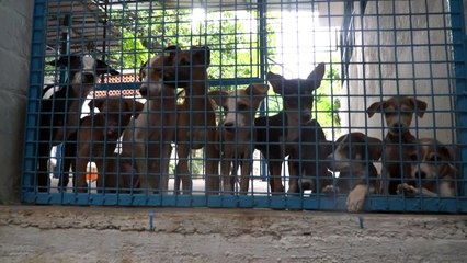 شعور الوحدة المرافق للحجر يدفع مزيدا من الهنود إلى تبني كلاب