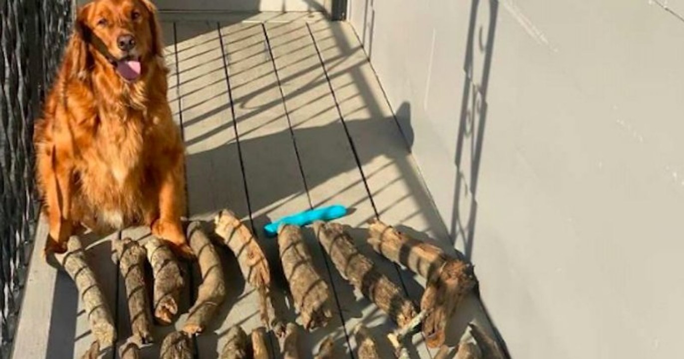 Ce chien a une grosse collection de bâtons et il en est très fier