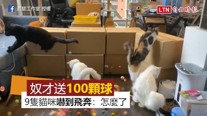 調皮奴才送9隻愛貓100顆彈跳球！ 貓咪嚇到飛奔：發生什麼事