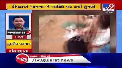 Leopard attack caught on camera, 2 injured in Banaskantha's border area