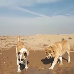 DEV iRAN COBAN KOPEKLERi - GiANT PERSiAN SHEPHERD DOG