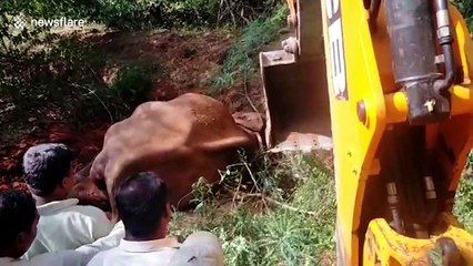Indian officials rescue elephant that fell into roadside ditch