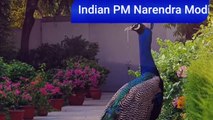 PM Narendra Modi massage to humanity how to treat animal and birds. #narendramodi #YOGI #ANIMALS