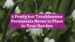 6 Pretty but Troublesome Perennials Never to Plant in Your Garden