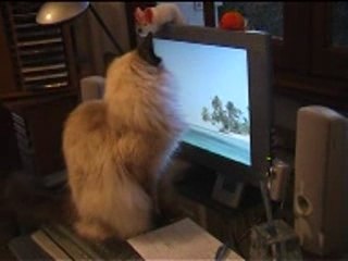 Macarena imitandonos