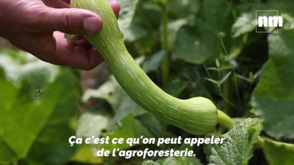 L’agroforesterie peut-elle devenir l’agriculture de demain?