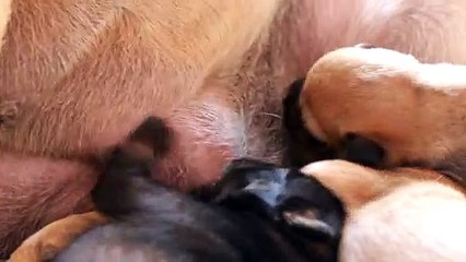 Puppies Feeding From Mother
