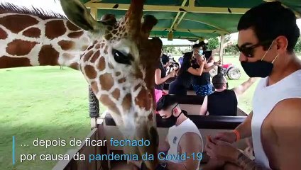 Reencontro com animais na Costa Rica