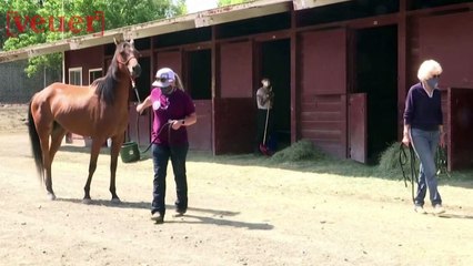 Animal Rescue Team Saves Arabian Horse & Several Other Animals From Raging California Wildfires
