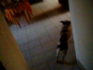 Vanille la chienne nerveuse mais marrante