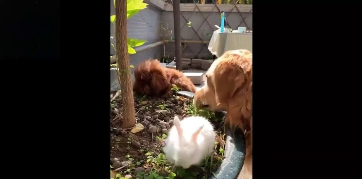 Funny Animals - Animales Tiernos y divertidos (Compilation)