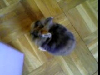 Maya, la petite lapine naine de Nolan