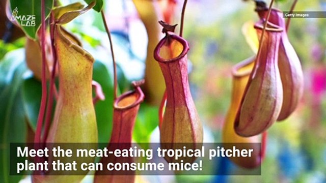 You Gotta See This Meat-Eating Plant That Snacks on Mice