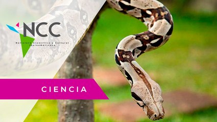 Así es como el cam­bio cli­má­ti­co afec­ta a las ser­pien­tes de cas­ca­bel