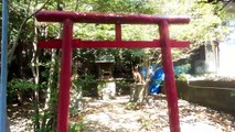 Shinto Fox Shrine & Buddhist Temple Together in Japan