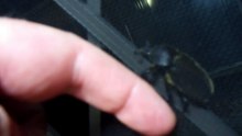 More Bugs in Japan!