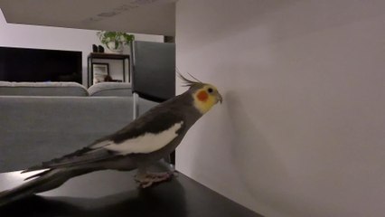Bird Taps Beak on Chair While Singing