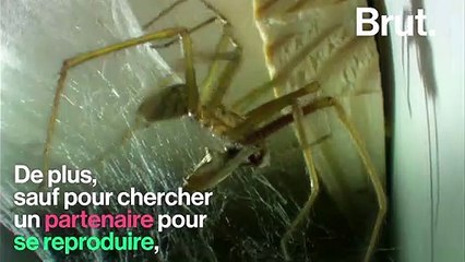 Pourquoi il ne faut pas tuer les araignées