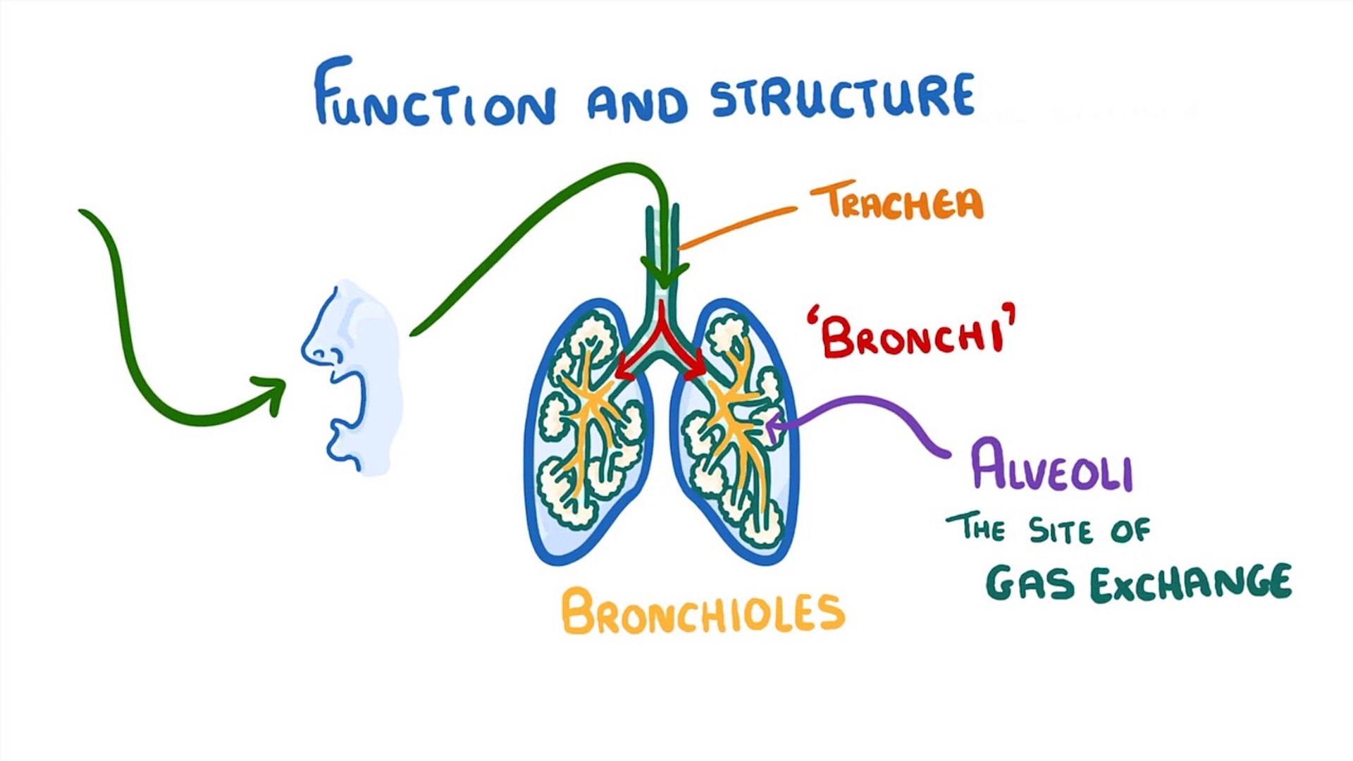 ⁣Biology - Gas Exchange and Lungs