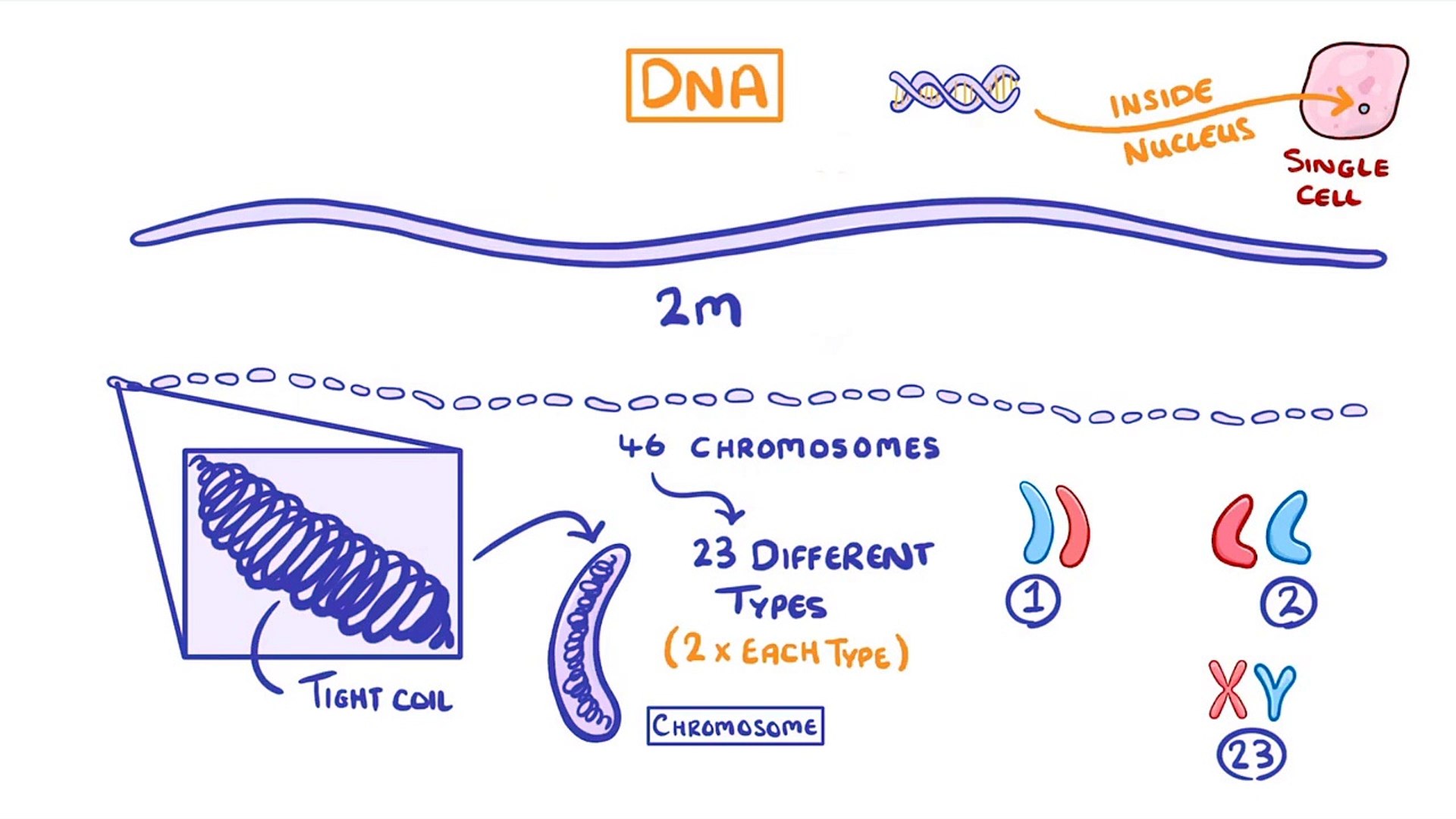Biology - DNA Part 1 - Genes and the Genome