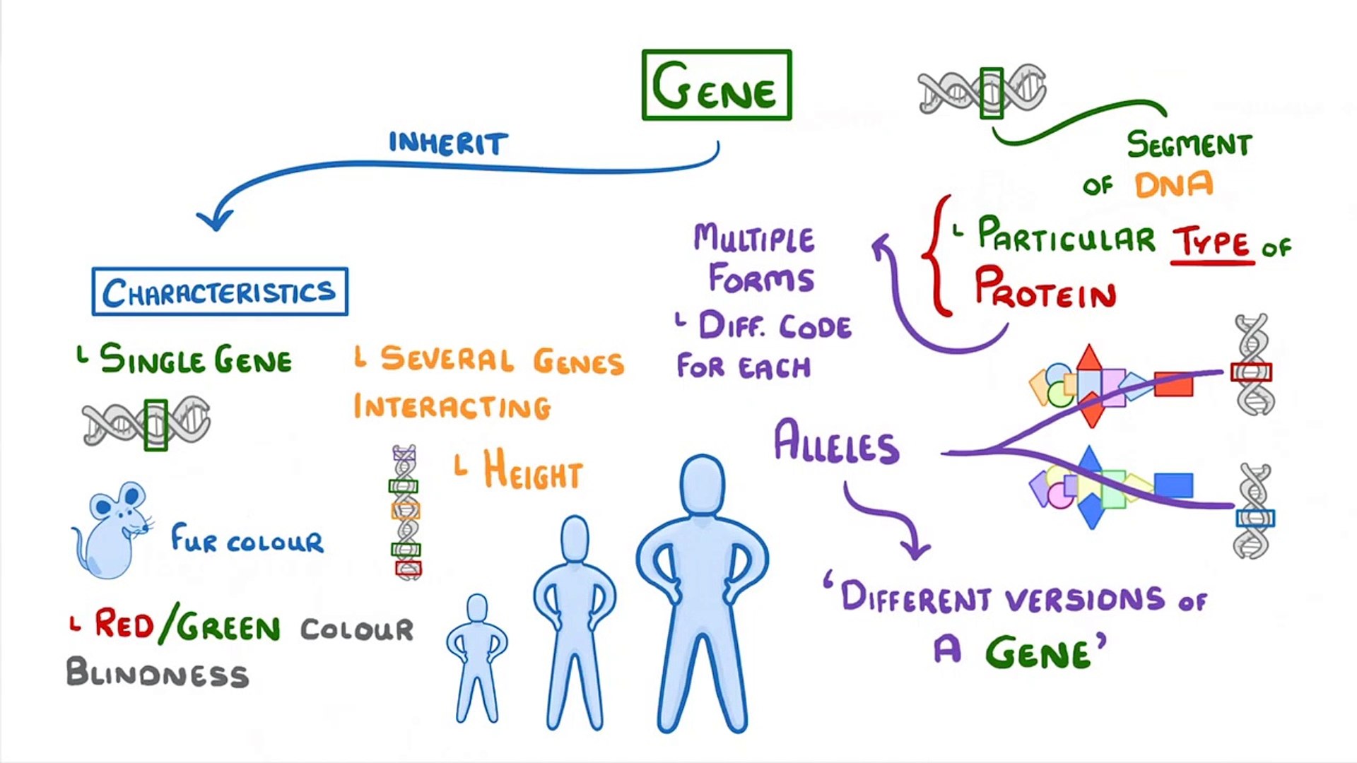 Biology -  Alleles  (Dominant and Recessive)