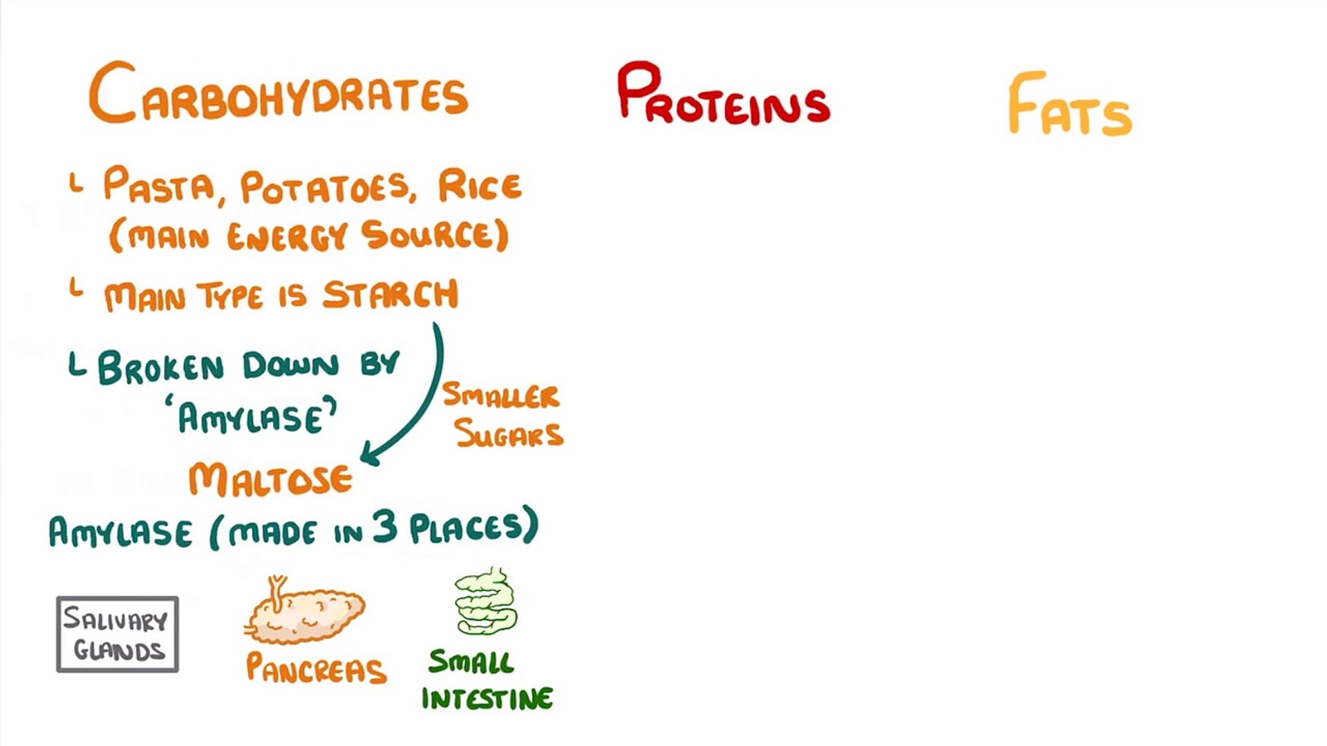 Biology - Digestive Enzymes