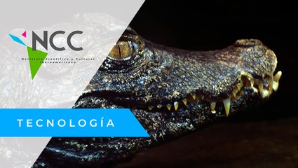 Via­je al pro­fun­do Ama­zo­nas co­lom­biano para re­des­cu­brir el cai­mán del Apa­po­ris