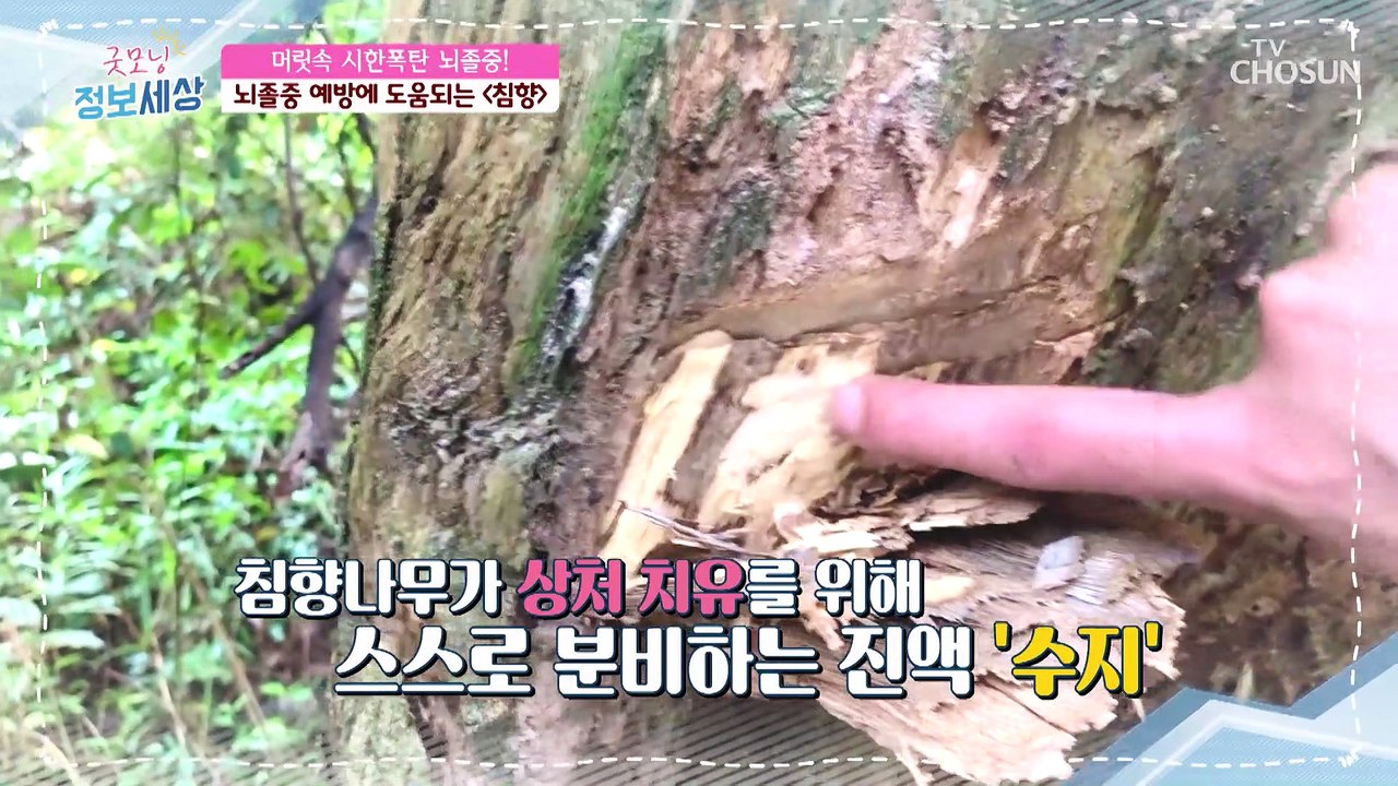 뇌졸중 예방과 후유증 개선에 도움 주는 《침향》