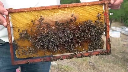 OMÜ Ziraat Fakültesi 1900 kilo katkısız bal üretti