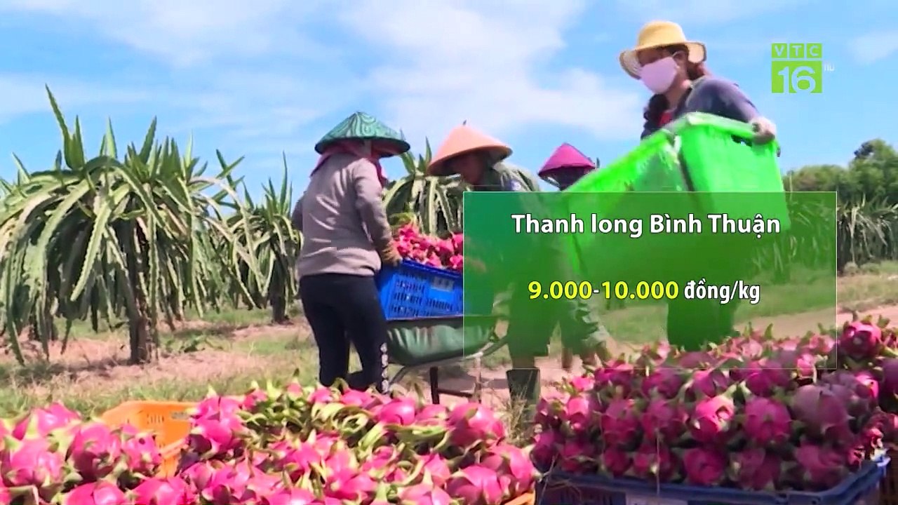 Giá mít tăng mạnh, giá lợn hơi giảm 4.000 đồng/kg | VTC16