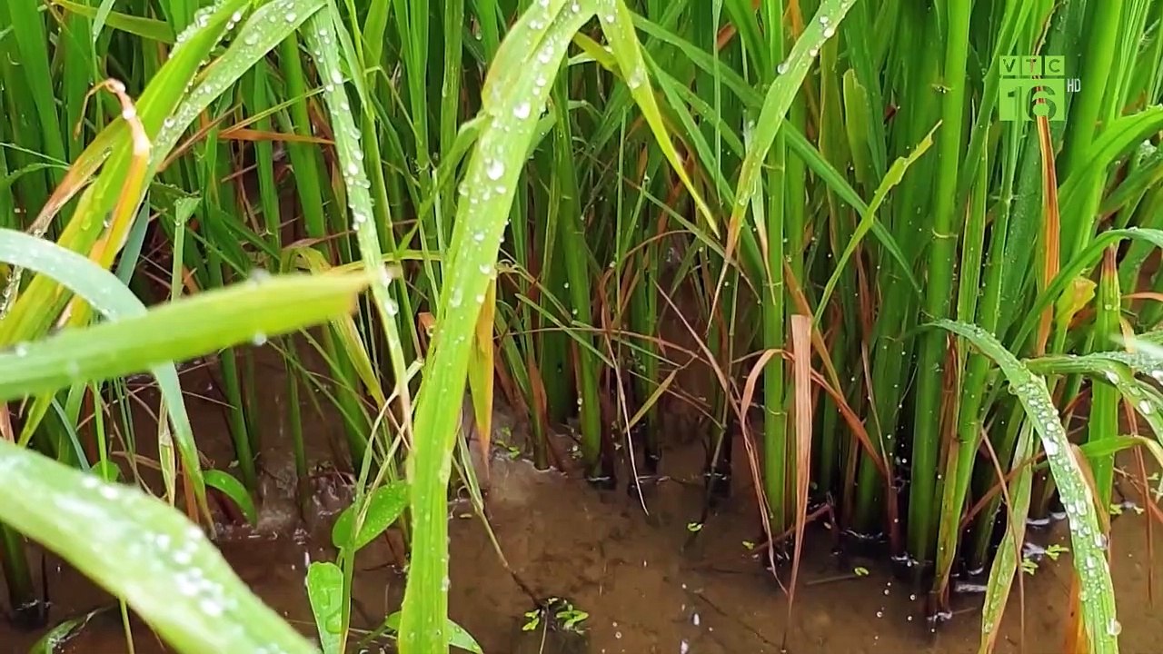 Lũ giảm mạnh trong 10 năm qua, ĐBSCL đối mặt khô hạn | VTC16