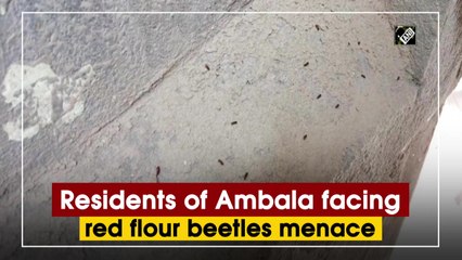 Residents of Ambala facing red flour beetles menace